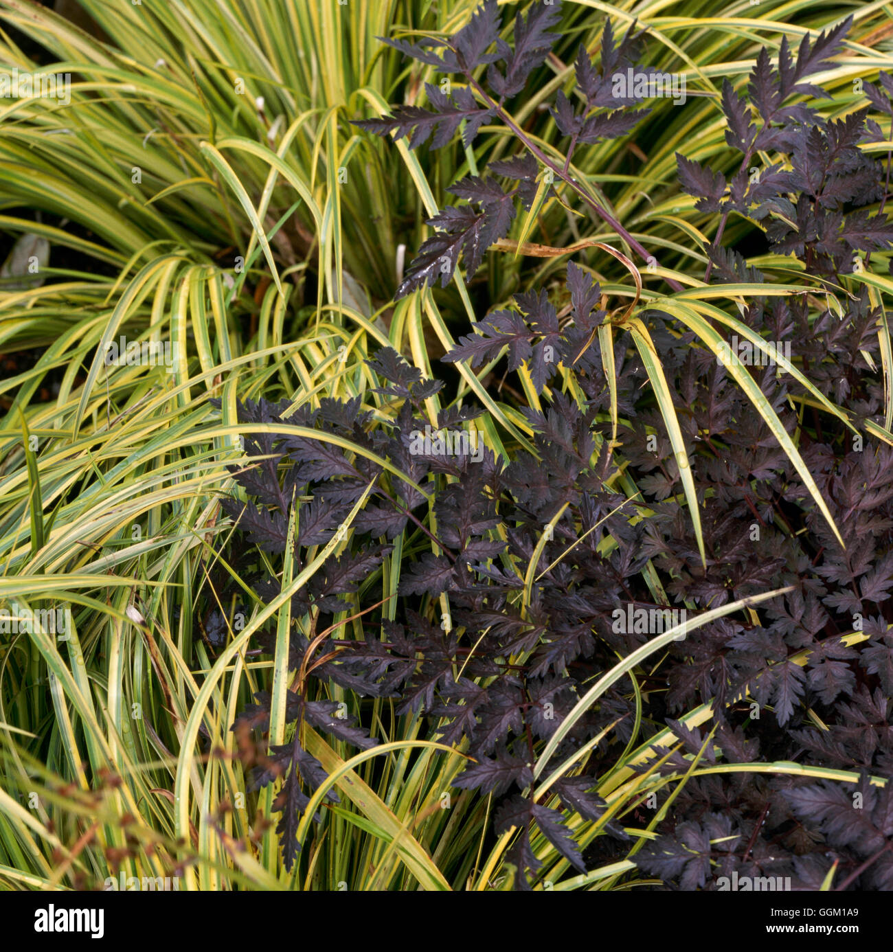 Plant Association - Acorus gramineus `Ogon' with Anthriscus sylvestris `Ravenswing'.   PAS106751 Stock Photo